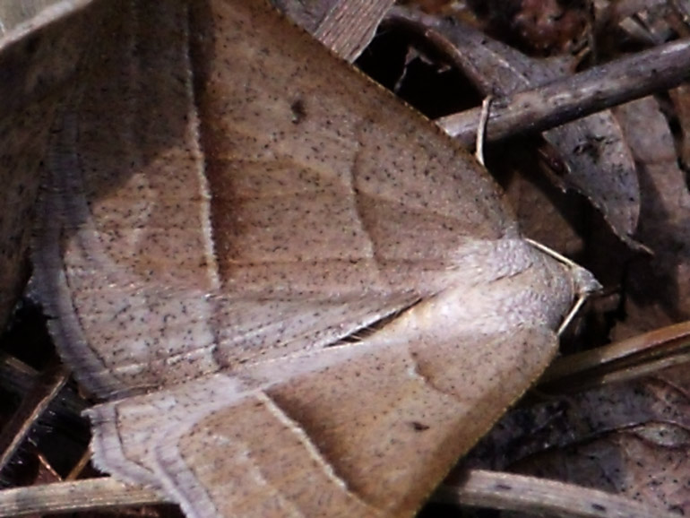 Geometride 2 : Petrophora chlorosata