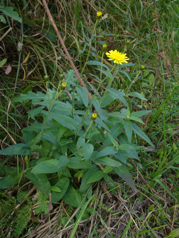 Hieracium umbellatum / Sparviere ad ombrella