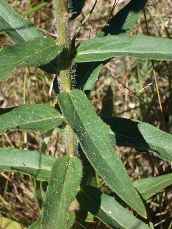 Hieracium umbellatum / Sparviere ad ombrella