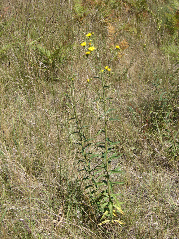 Hieracium umbellatum / Sparviere ad ombrella