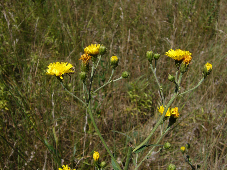 Hieracium umbellatum / Sparviere ad ombrella