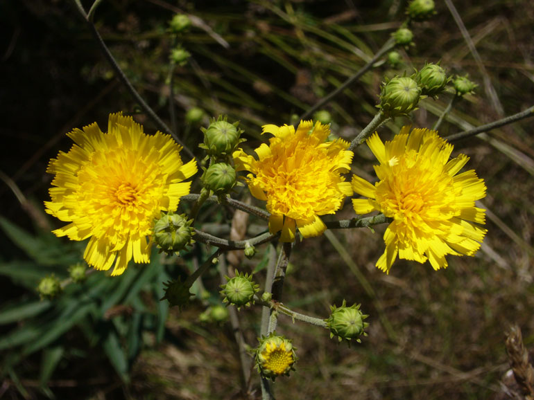 Hieracium umbellatum / Sparviere ad ombrella