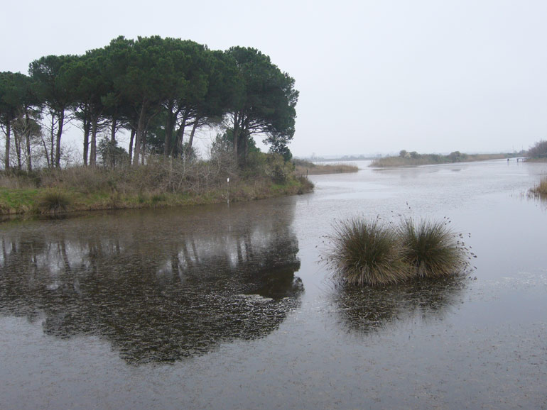 Uscita in laguna nel parco delta Po a Ravenna