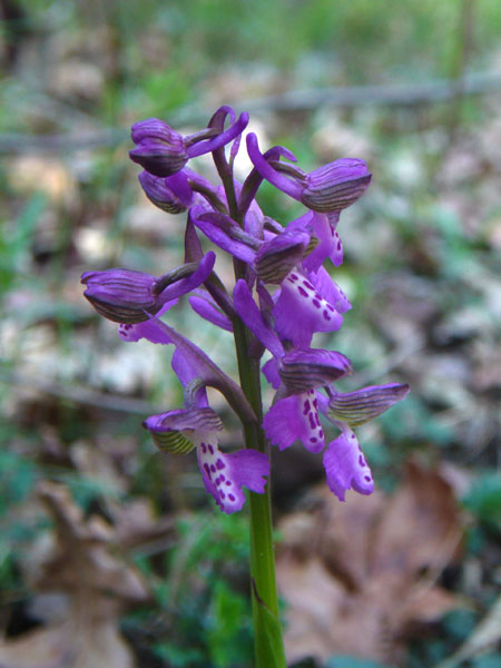 Orchidee della pineta di San Vitale