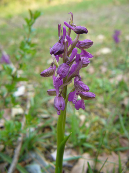 Orchidee della pineta di San Vitale