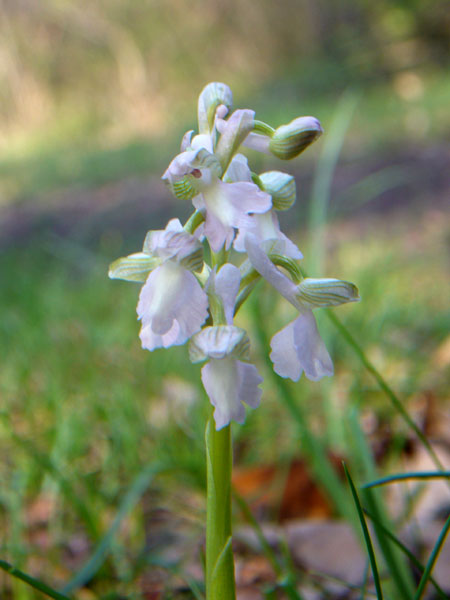 Orchidee della pineta di San Vitale