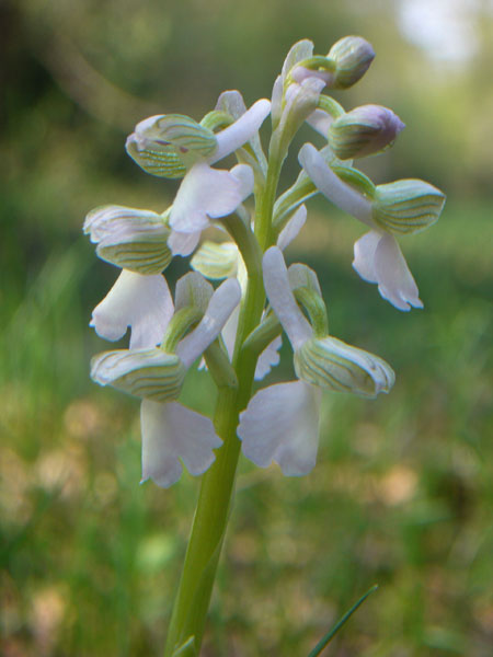 Orchidee della pineta di San Vitale