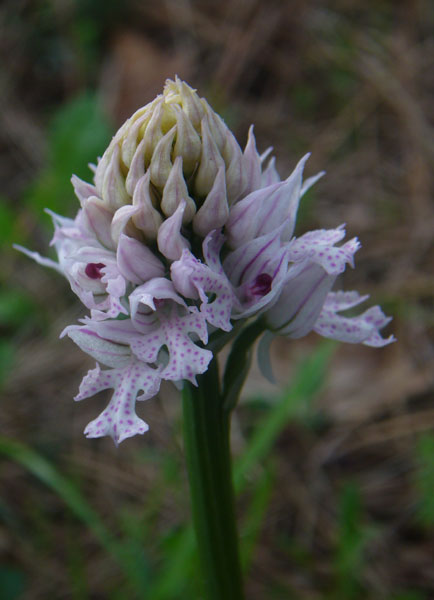 Orchidee della pineta di San Vitale