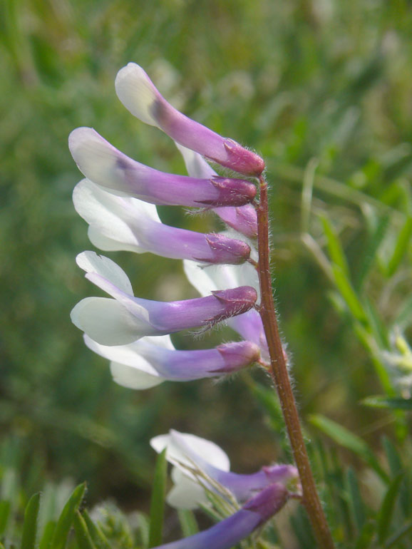 Vicia pseudocracca  tracce sistematiche...