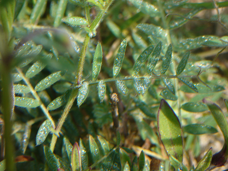 Vicia pseudocracca  tracce sistematiche...