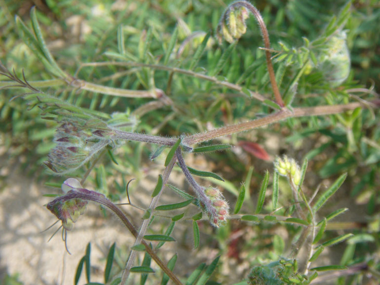 Vicia pseudocracca  tracce sistematiche...