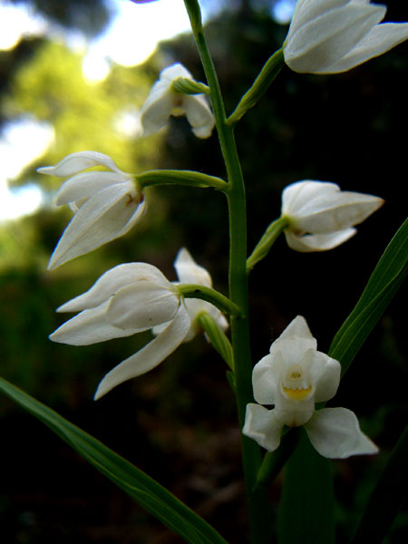 Orchidee della pineta di San Vitale