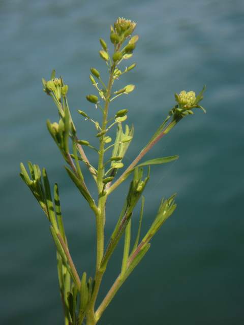 Lepidium ruderale / Lepidio dei calcinacci