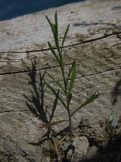 Lepidium ruderale / Lepidio dei calcinacci