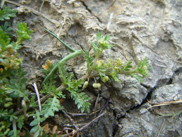 Lepidium didymum (=Coronopus didymus) / Lappolina americana