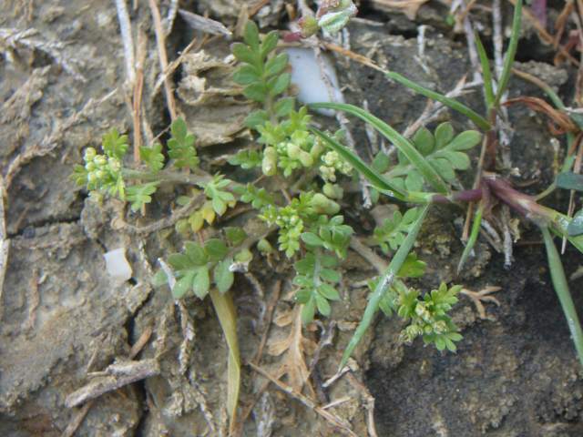 Lepidium didymum (=Coronopus didymus) / Lappolina americana