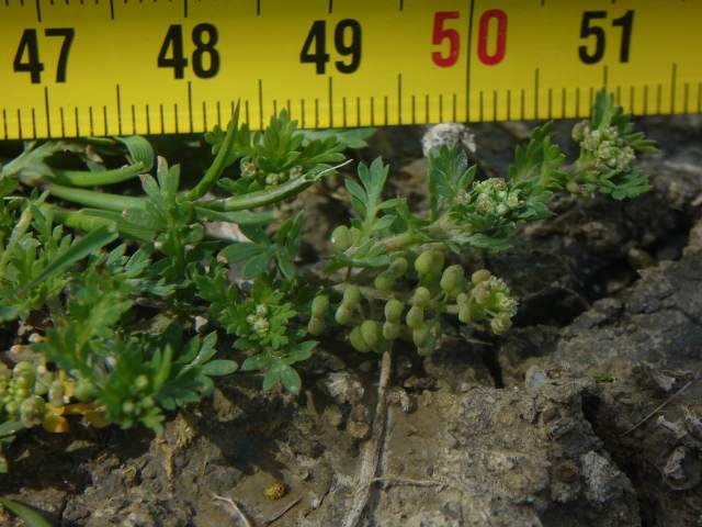 Lepidium didymum (=Coronopus didymus) / Lappolina americana