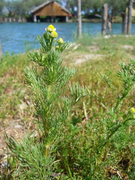 Matricaria discoidea / Falsa camomilla