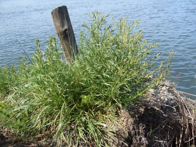 Lepidium ruderale / Lepidio dei calcinacci