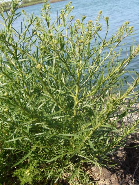 Lepidium ruderale / Lepidio dei calcinacci