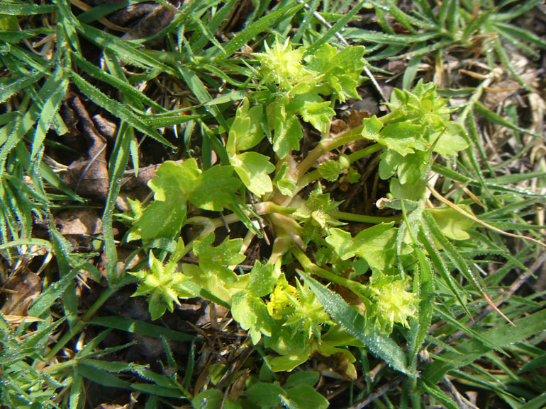 Ranunculus muricatus / Ranuncolo spinoso