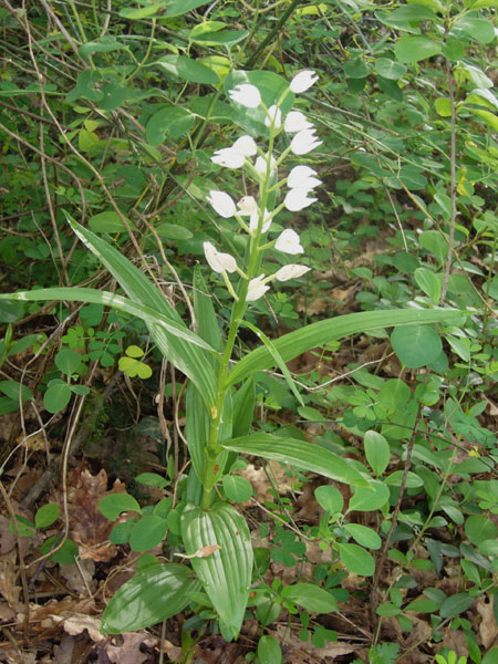 Orchidee della pineta di San Vitale