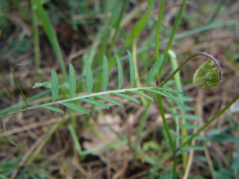 Vicia pseudocracca  tracce sistematiche...