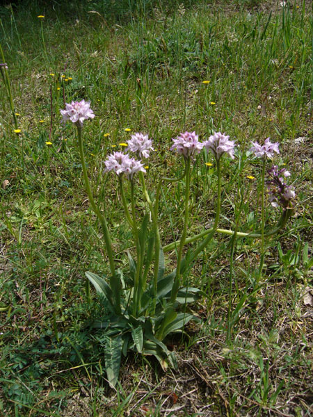 Orchidee della pineta di San Vitale