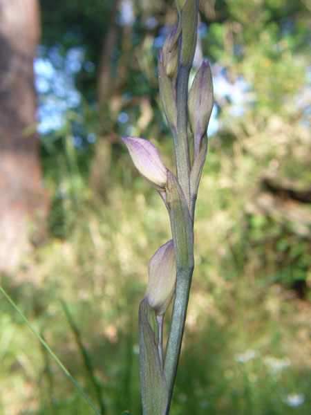 Orchidee della pineta di San Vitale