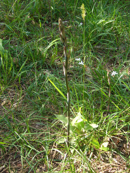 Orchidee della pineta di San Vitale