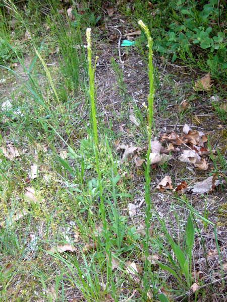 2 Arabis di pianura - A. sagittata e A. hirsuta