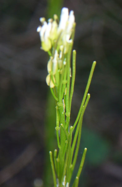 2 Arabis di pianura - A. sagittata e A. hirsuta