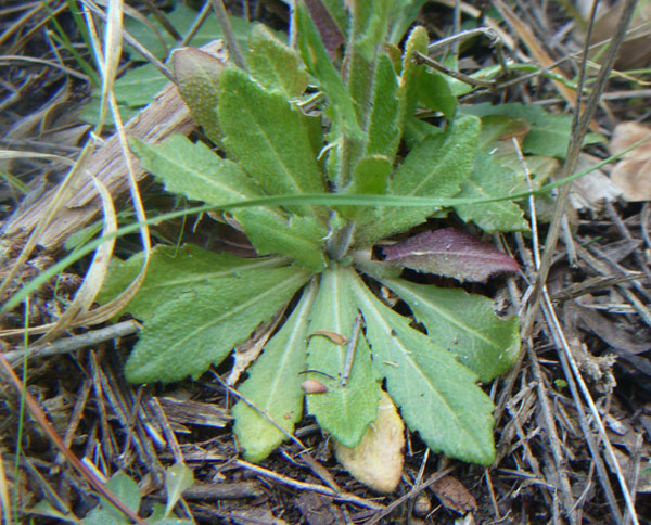 2 Arabis di pianura - A. sagittata e A. hirsuta