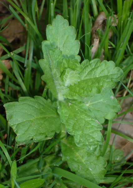 Teucrium scordium / Camedrio scordio