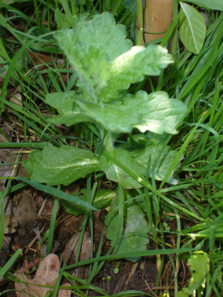 Teucrium scordium / Camedrio scordio