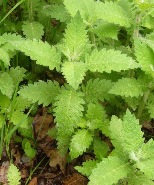 Teucrium scordium / Camedrio scordio