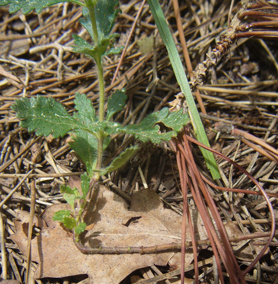 Teucrium scordium / Camedrio scordio