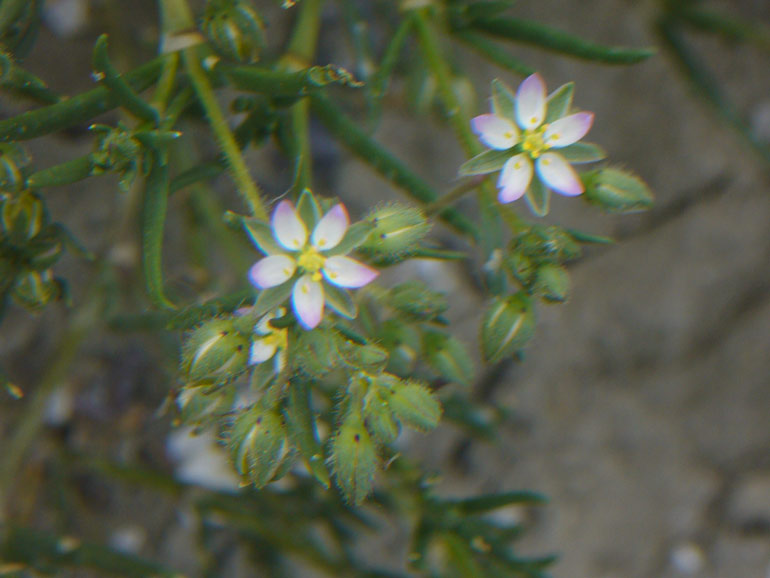 Spergularia marina