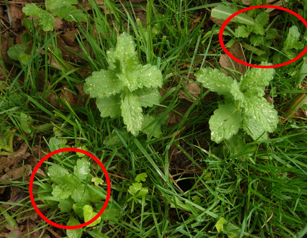 Teucrium scordium / Camedrio scordio