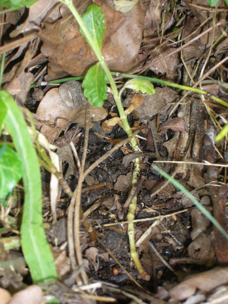 Teucrium scordium / Camedrio scordio