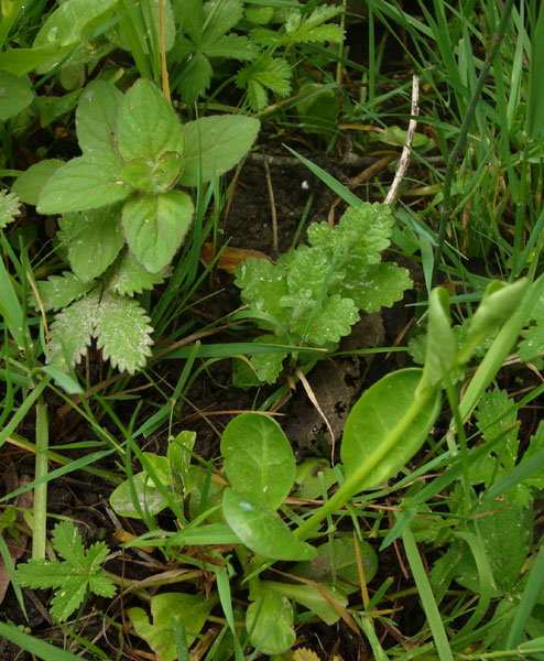 Teucrium scordium / Camedrio scordio