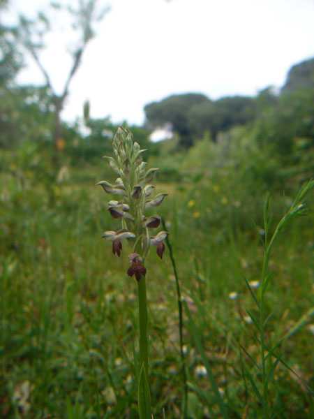 Orchidee della pineta di San Vitale