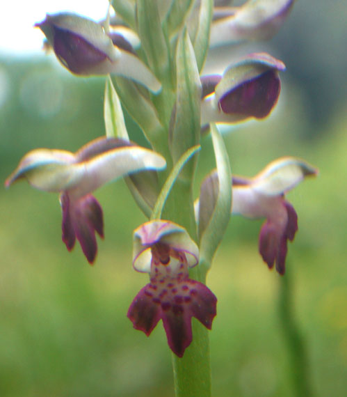 Orchidee della pineta di San Vitale