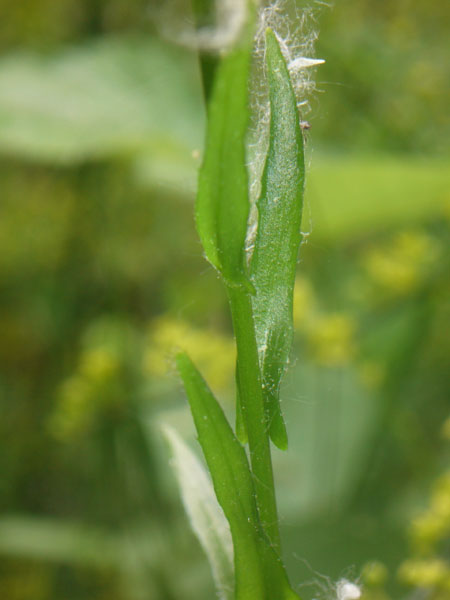 2 Arabis di pianura - A. sagittata e A. hirsuta