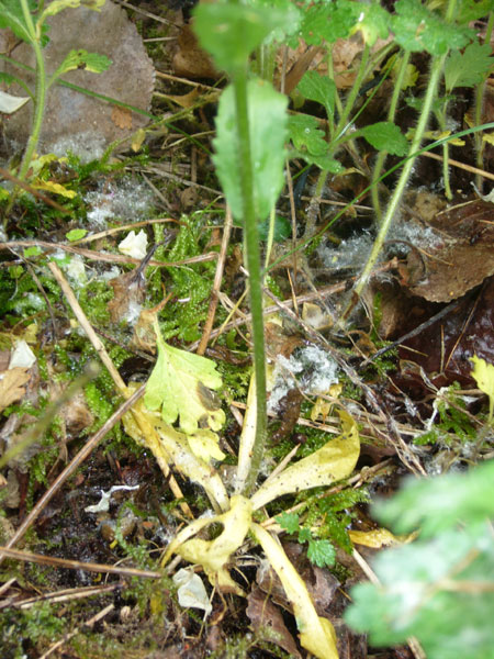 2 Arabis di pianura - A. sagittata e A. hirsuta