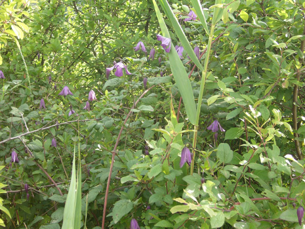 Clematis viticella / Clematide paonazza