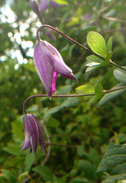 Clematis viticella / Clematide paonazza