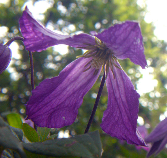 Clematis viticella / Clematide paonazza