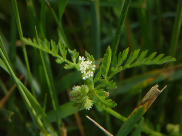 Torilis nodosa / Lappolina nodosa