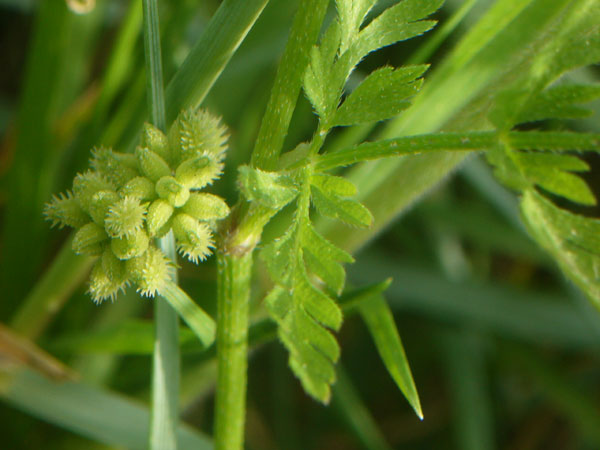 Torilis nodosa / Lappolina nodosa